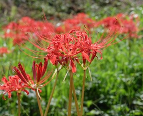 Vivid Red Cluster Spider Lily