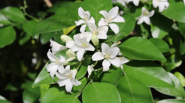White flowers in the garden. Jasmine flowers on a bush on a sunny summer day