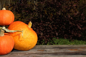 very beautiful orange pumpkin on an autumn background