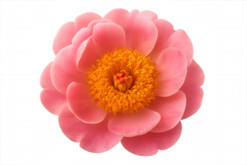 Blooming pink peony flower with vibrant orange center, petals unfolding, perfect for spring and celebration themes, on transparent background