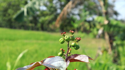 The fruit of the castor bean tree or Jatropa is round and green in color.