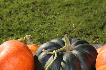very beautiful orange pumpkin on an autumn background