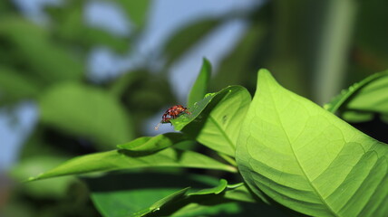 A small red insect is on a bay leaf