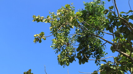 Mistletoe plants grow well on their host in the form of teak trees.
