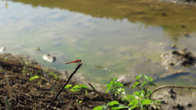 A red dragonfly landed on a dry twig at the river bank