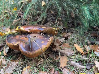 Large brown bolete mushrooms growing under pine branches among fallen autumn leaves and grass, highlighting natural forest textures and earthy woodland colors.