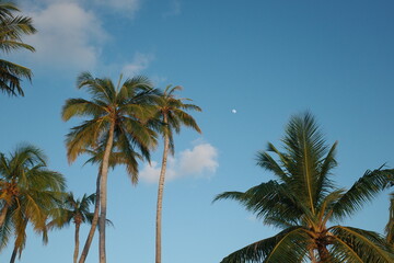 Obraz premium palm trees on blue sky background