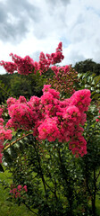 Fototapeta premium Vibrant pink Lagerstroemia flowers blooming in a green garden under a cloudy summer sky. The vertical composition highlights the rich colors and natural details of the blossoms, creating a bright