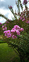 Obraz premium Blooming pink Lagerstroemia flowers in a peaceful garden. The vertical composition captures the delicate blossoms against a soft cloudy sky and green landscape, creating a natural and calming atmosphe