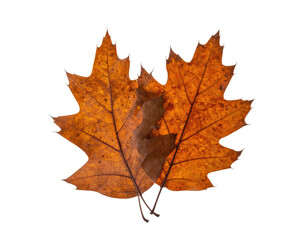 Two overlapping autumn leaves display warm brown and orange hues with intricate veining