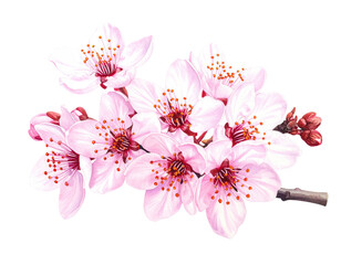 Delicate pink blossoms with deep pink stamens on a branch