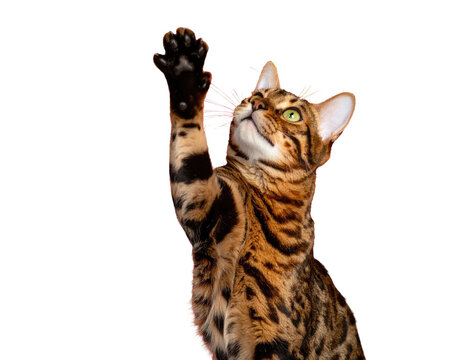 Bengal cat with striking green eyes reaches up with a paw