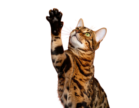 Bengal cat with striking green eyes reaches up with a paw