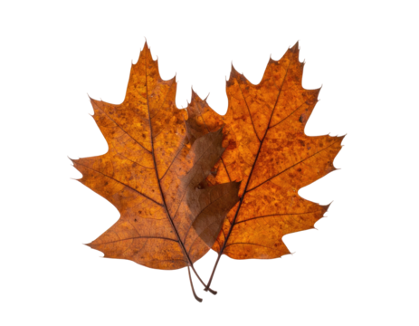 Two overlapping autumn leaves display warm brown and orange hues with intricate veining