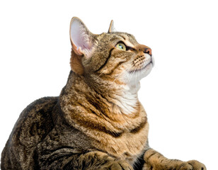 Domestic tabby cat with striking green eyes gazes upwards attentively