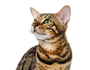 Close-up portrait of a sleek Bengal cat with green eyes on a black background