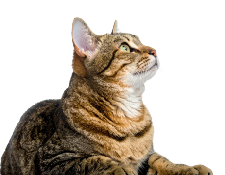 Domestic tabby cat with striking green eyes gazes upwards attentively