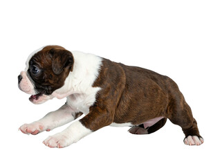 Small brown and white puppy on black background, mouth open