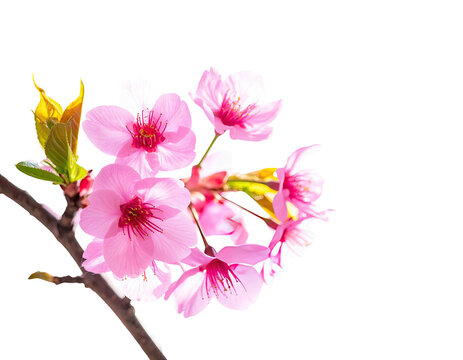 Delicate pink cherry blossoms bloom vibrantly against a stark black background
