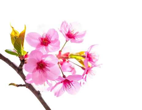Delicate pink cherry blossoms bloom vibrantly against a stark black background