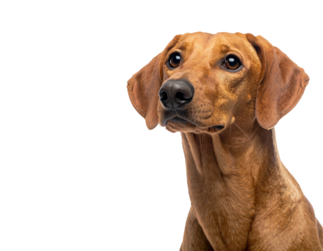 Close-up portrait of a brown dog with attentive eyes on a black background
