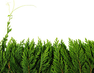 Lush green foliage forms a natural border against a dark background