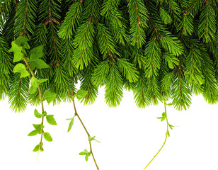 Evergreen branches and winding ivy vines against a dark background