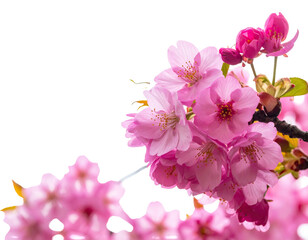 Delicate pink blossoms bloom vibrantly against a dark background, soft focus