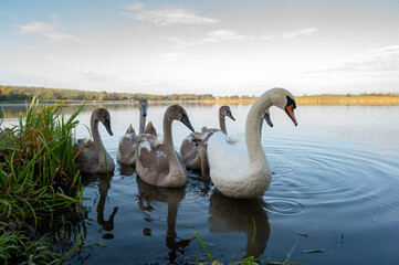 Fototapeta premium A family of swans, including white and young gray birds, rest and feed on the sandy shore of a quiet lake.