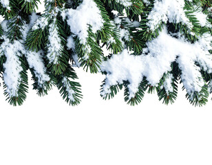 Evergreen branches dusted with pristine white snow