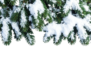 Evergreen branches dusted with pristine white snow