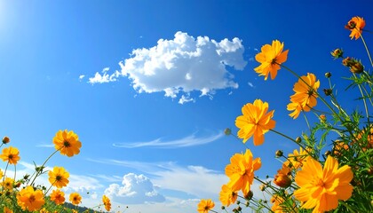 Bright, sunny field of yellow flowers reaching for a blue sky