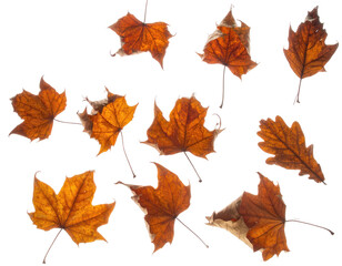 Assorted dried autumn leaves scattered on a dark background