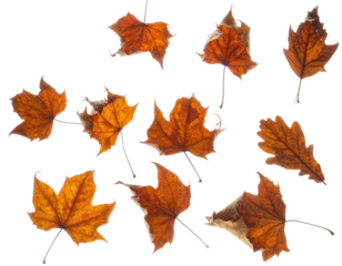 Assorted dried autumn leaves scattered on a dark background