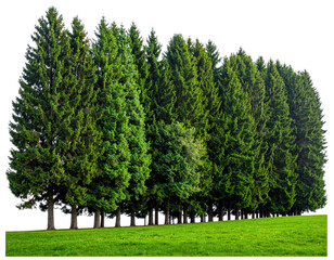 A row of tall, dark green evergreen trees lines a vibrant, sunlit green grassy hill