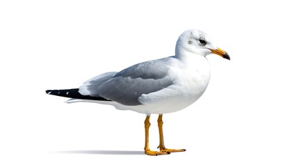 Naklejka premium A solitary seagull with white and gray feathers stands in profile, isolated on a clean white backdrop