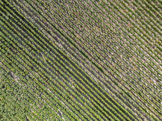 Trois-Puits, Reims, Marne, Grand-Est, France, August, 28th, 2025, Champagne Area, Stunning aerial view showcasing vibrant green crop rows in a striped pattern. Ideal for agricultural themes.