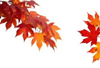 Autumn s embrace with fiery maple leaves showing transition and change on transparent background