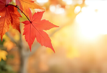 Fototapeta premium Vibrant red maple leaves embracing autumn sunshine a serene transition on transparent background