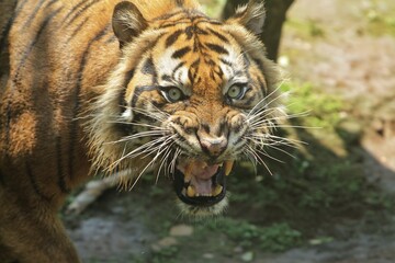 close up of a sumatran tiger roaring