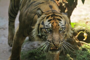 a sumatran tiger is in a bad mood