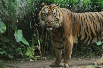 A sumatran tiger is seen standing and looking around.