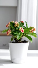Small pink and red flowering plant in a white pot