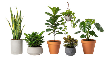 Obraz premium Diverse Houseplant Collection In Modern Pots On Black