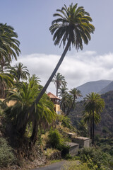 Discovering the Lush Landscapes of La Gomera With Swaying Palm Trees, Spain