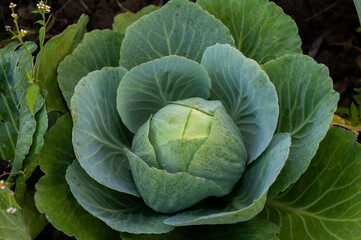Fototapeta premium Rows of cabbage grown in an agricultural field in the countryside before harvest. Winter cabbage in the garden.