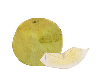 水彩で描いた冬の果物新鮮な梨　食材の水彩ベクターイラスト素材