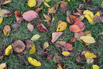 Scattered autumn leaves in red, yellow, and brown colors lying on green grass. Captures the natural texture and colors of the fall season.