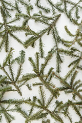 Christmas, New Year holiday composition. Scattered Evergreen Branches on a White Background