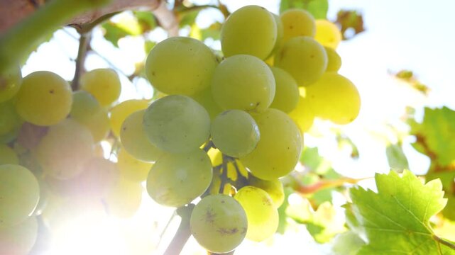 Ripe white grapes hanging on vines in the sunny vineyard. Concept of grape harvest, viticulture, and winemaking 